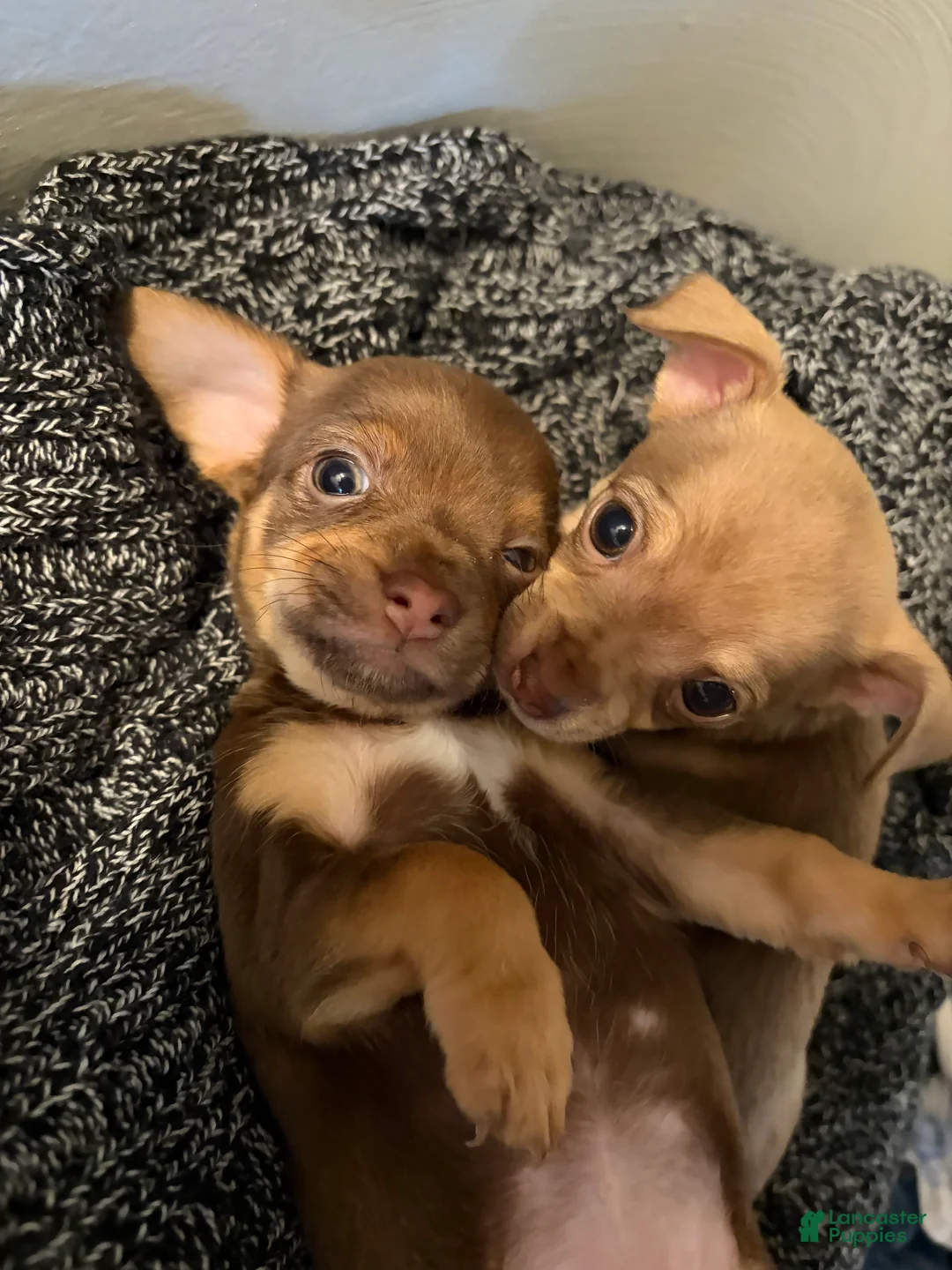 Chihuahua dogs for sale: Chihuahua Puppy 4 - Ad 4
