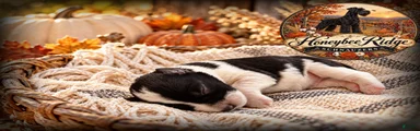 Akc Black and White Parti