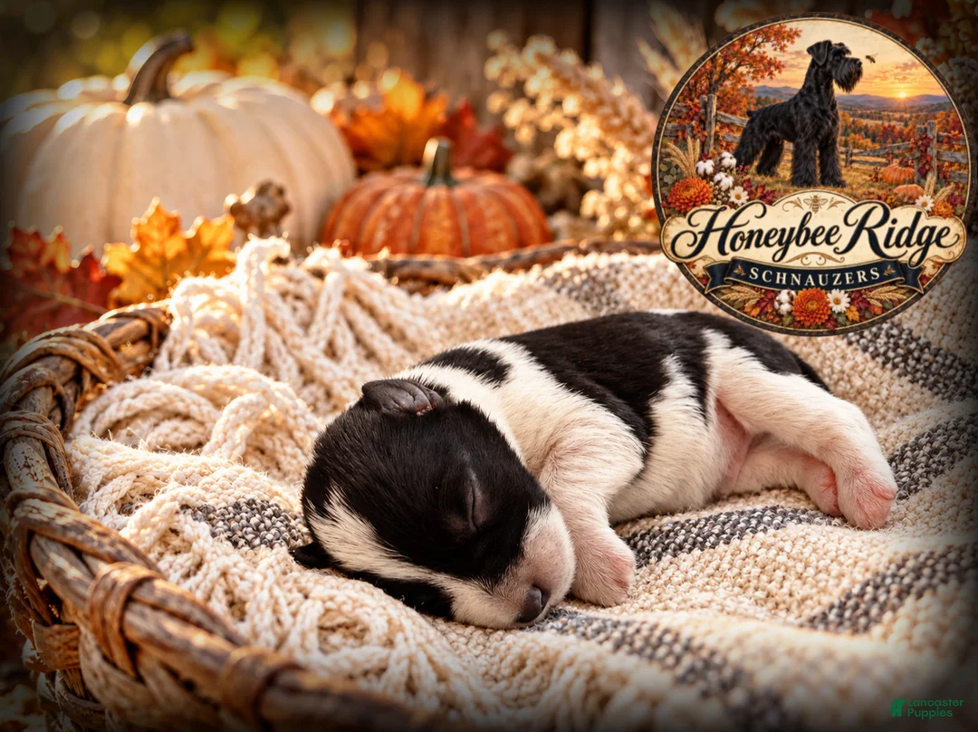 Miniature Schnauzer dogs for sale: Akc Black and White Parti - Ad 1