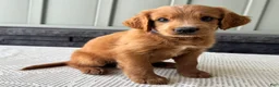 Mixed Breed dogs for sale: Copper - Ad 3