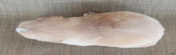 Australian Shepherd dogs for sale: Blake - Ad 5