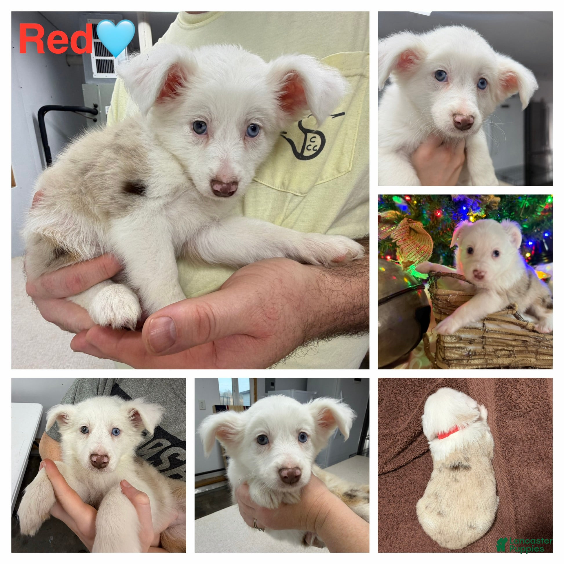 Miniature Australian Shepherd dogs RED - Ad 42