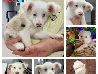 Miniature Australian Shepherd dogs RED - Ad 37