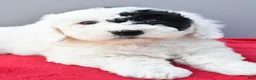 Mini Sheepadoodle dogs for sale: Theo - Ad 5