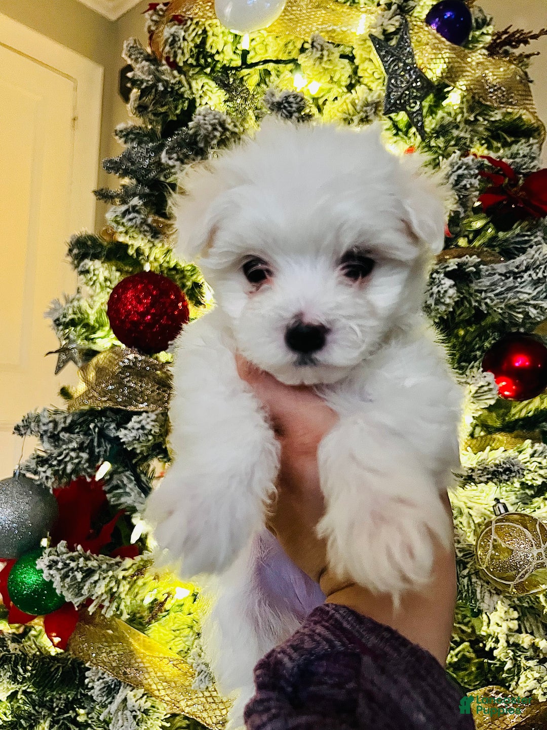 Maltese dogs for sale: Ribbons - Ad 4