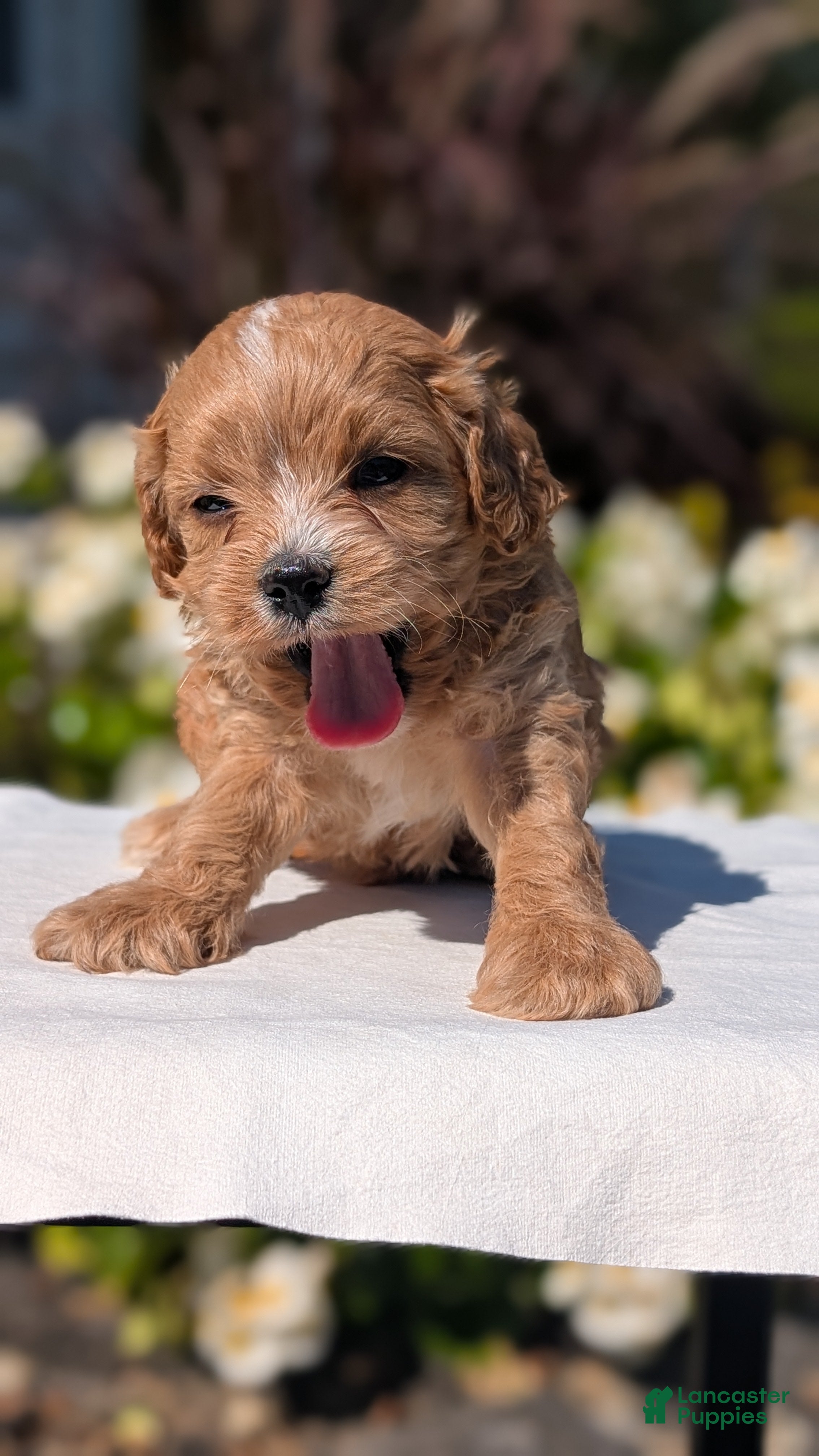 Cavapoo dogs Ozzy - Ad 2