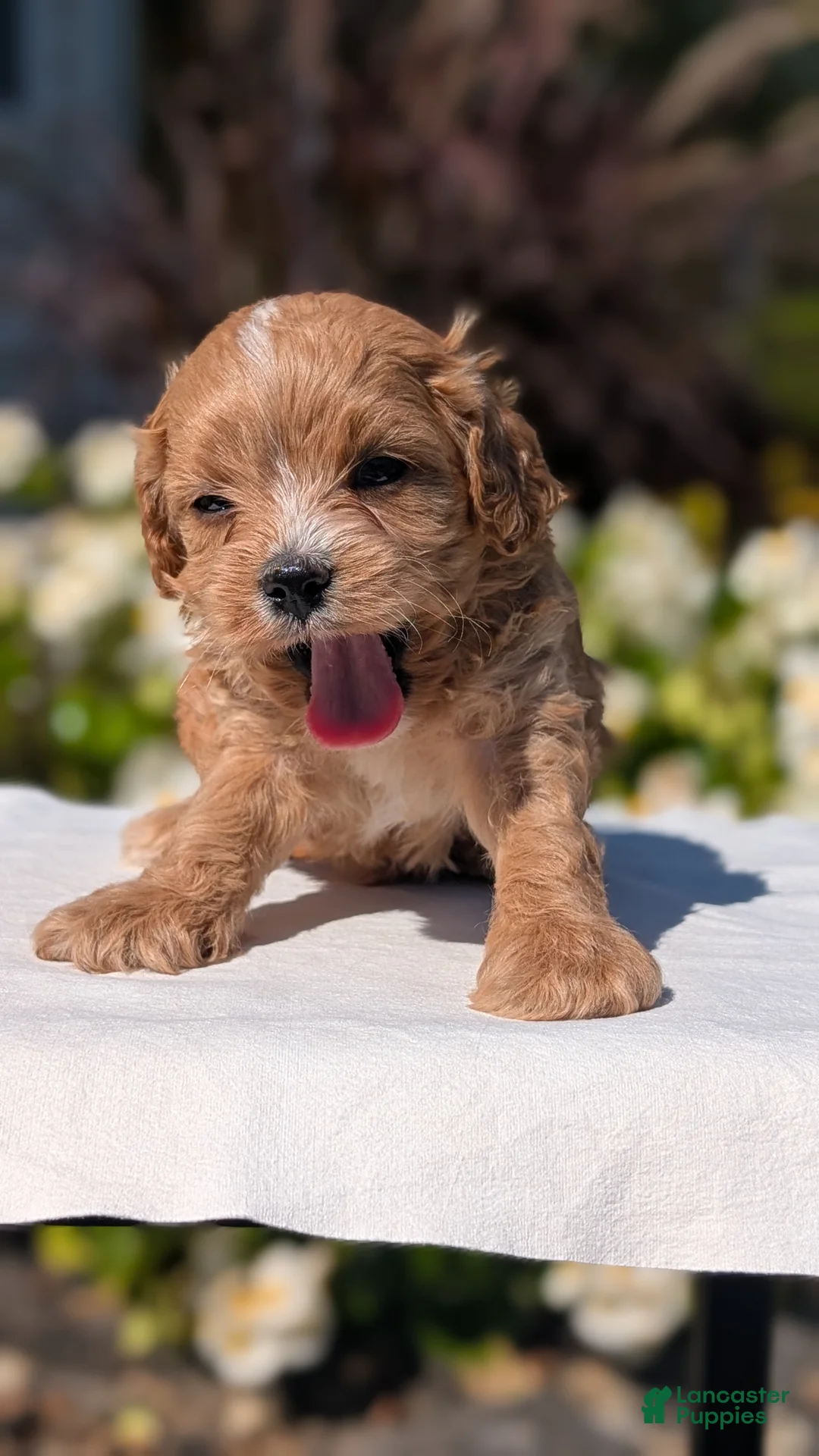 Cavapoo dogs for sale: Ozzy - Ad 2
