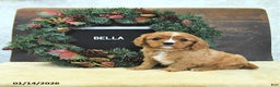 Cavalier King Charles Spaniel dogs for sale: Bella   - Ad 1