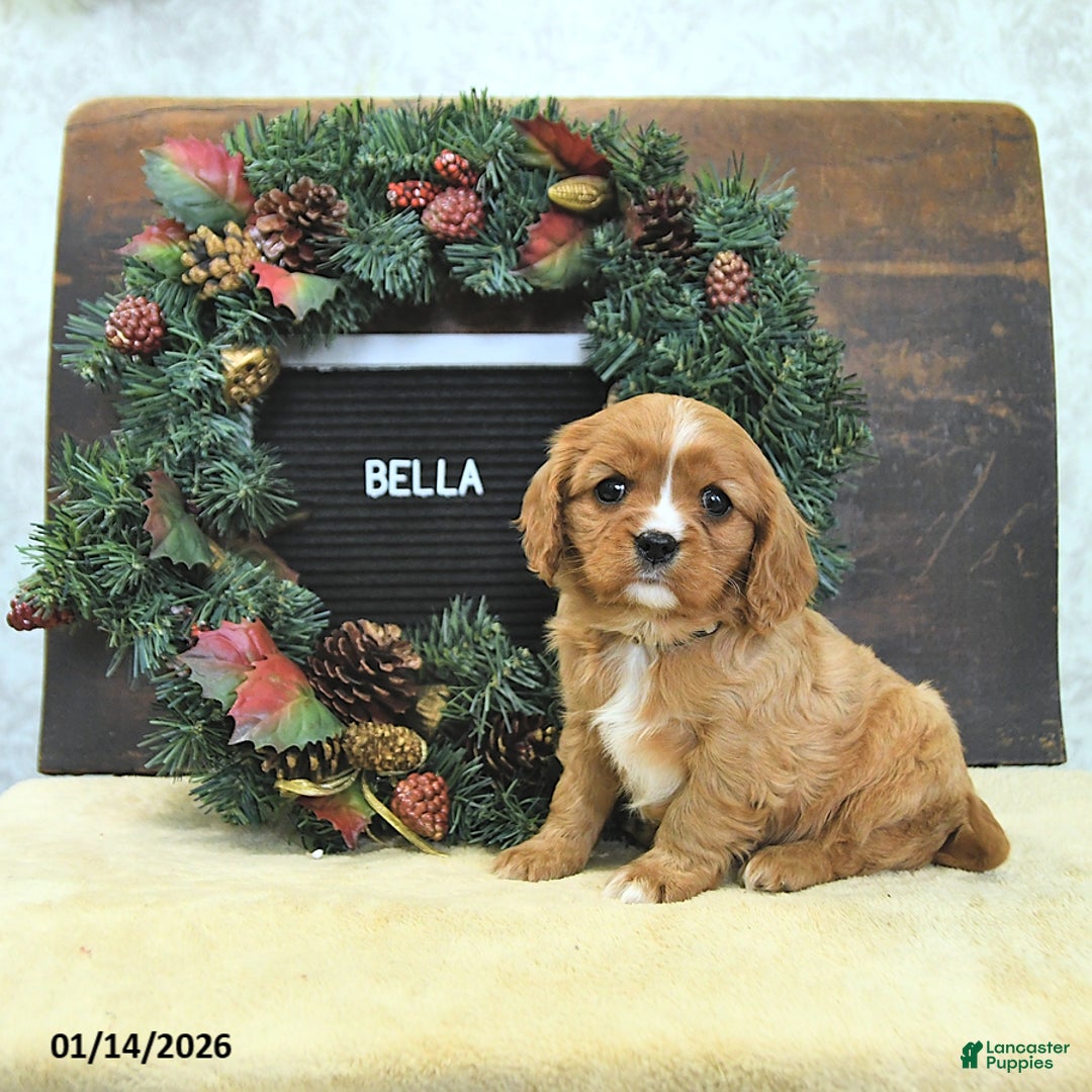 Cavalier King Charles Spaniel dogs for sale: Bella   - Ad 1