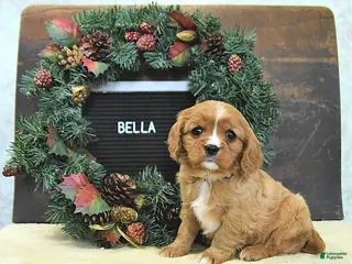 Cavalier King Charles Spaniel dogs Bella - Ad 18