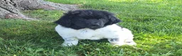 Newfoundland dogs for sale: Scarlett - Ad 3
