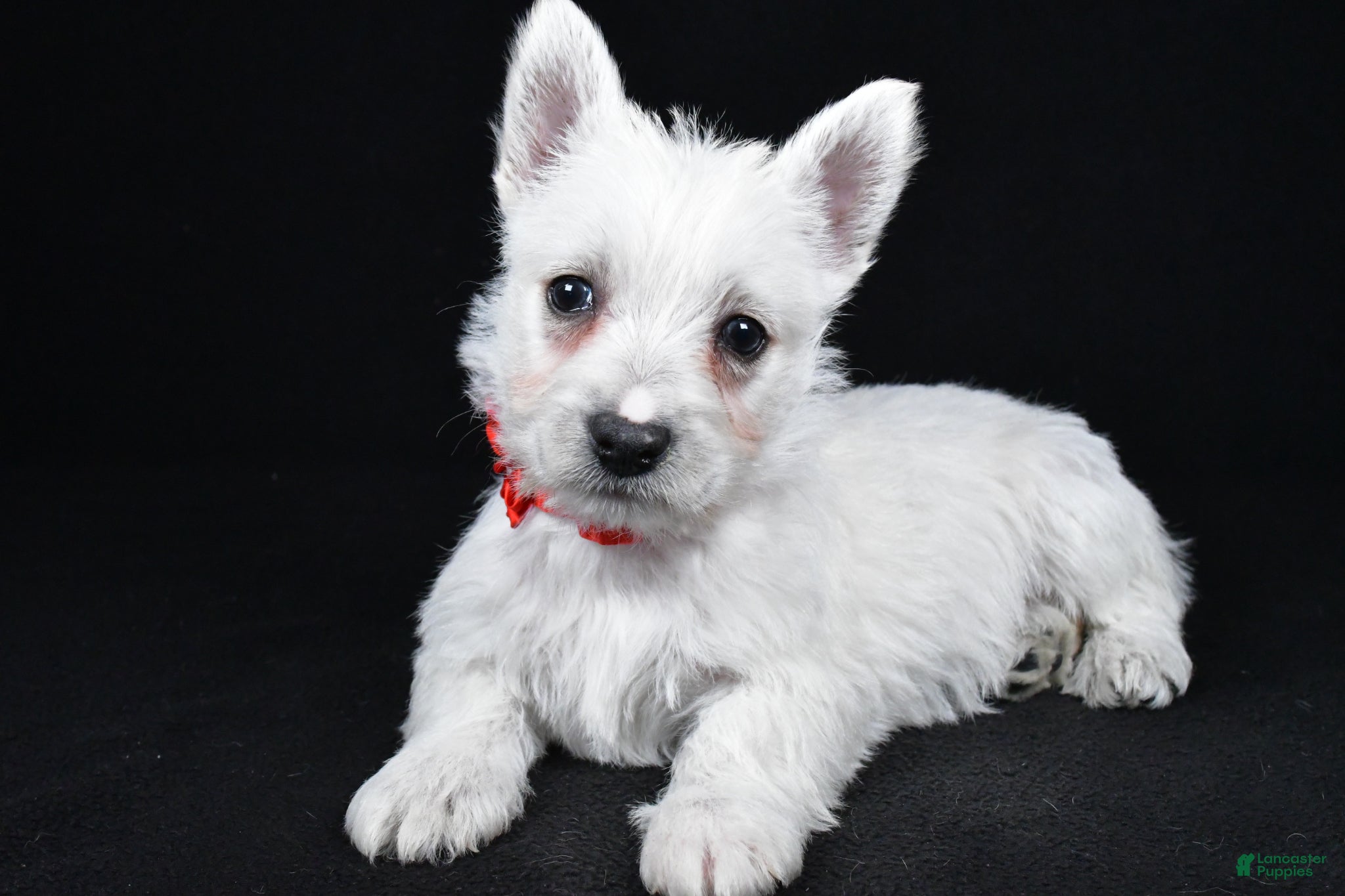 West Highland Terrier dogs Luna - Ad 1