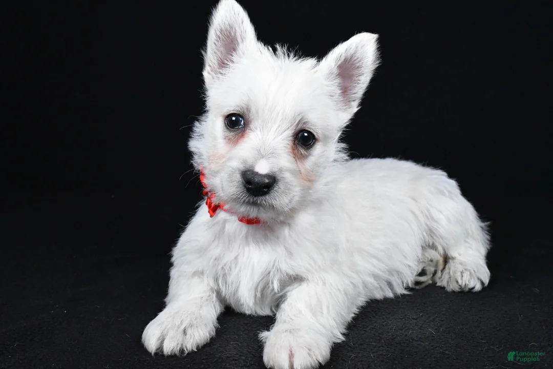 West Highland Terrier dogs for sale: Luna - Ad 1