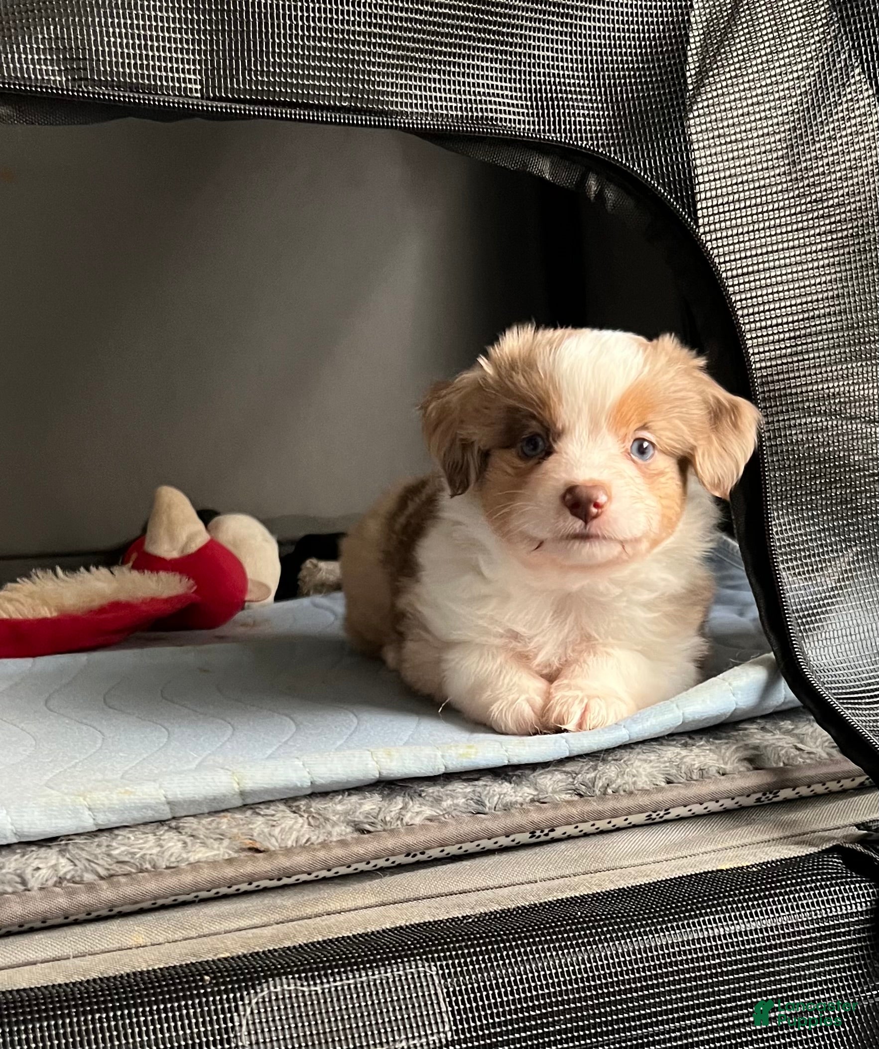 Toy Australian Shepherd dogs Toy Australian Shepherd Minnie Mouse - Ad 1