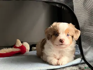 Toy Australian Shepherd dogs Toy Australian Shepherd Minnie Mouse - Ad 1