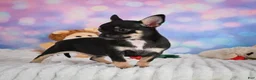 Chihuahua dogs for sale: Boone - Ad 9