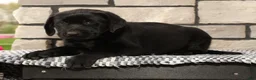 Labrador Retriever dogs for sale: Roger - Ad 8