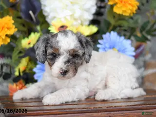 Mini Goldendoodle dogs for sale: Axel - Ad 1