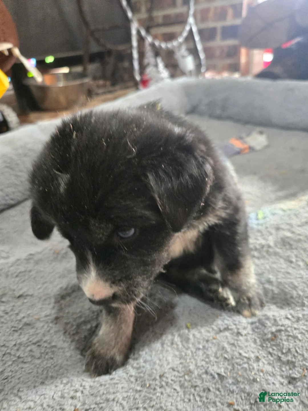 Goberian dogs for sale: Goberian yellow Puppy 1 - Ad 2