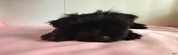 Yorkiepoo dogs for sale: Mia - Ad 2