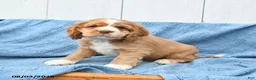 English Cocker Spaniel dogs for sale: Scout - Ad 3