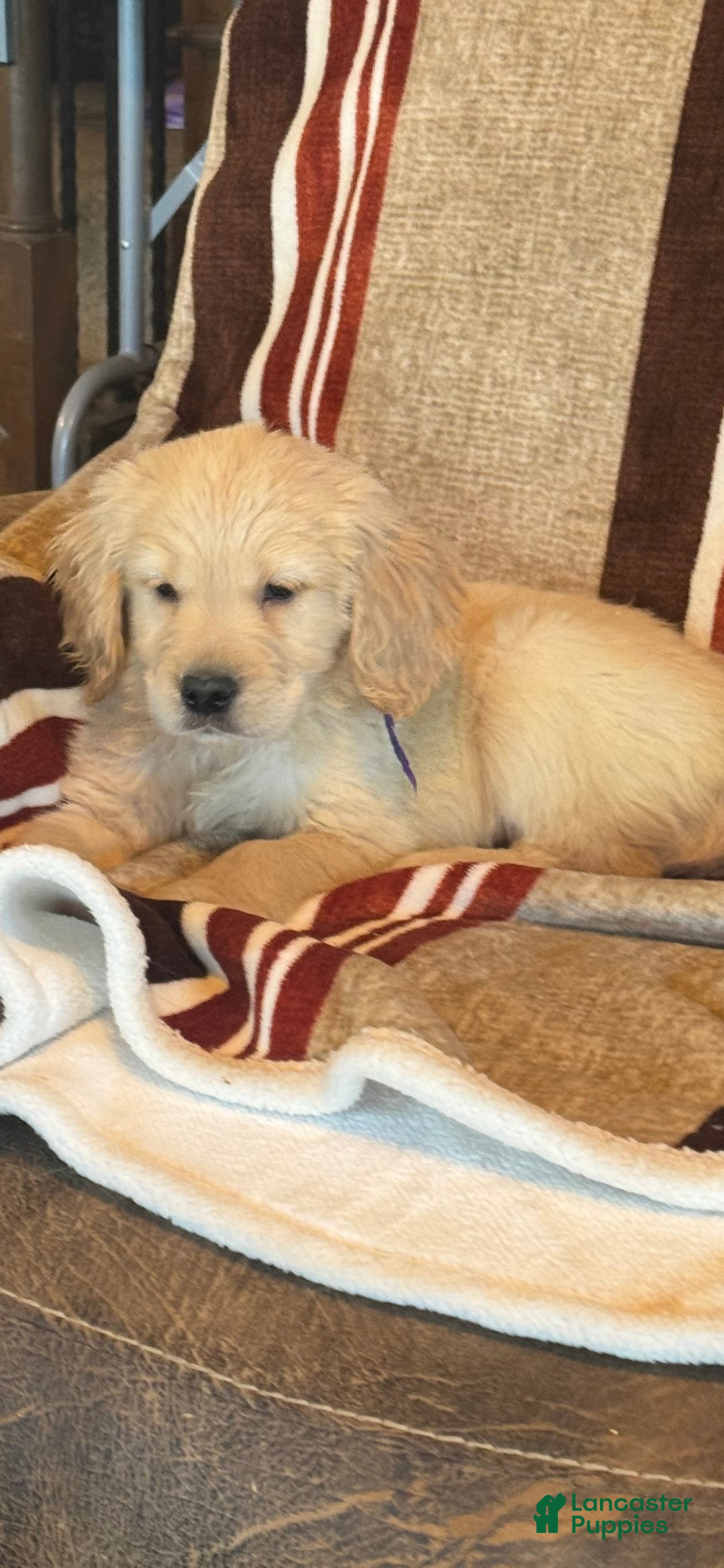 Golden Retriever dogs Purple Male -Penny  - Ad 2