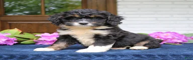 Dixie 