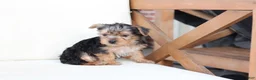 Yorkshire Terrier dogs for sale: Scout - Ad 11