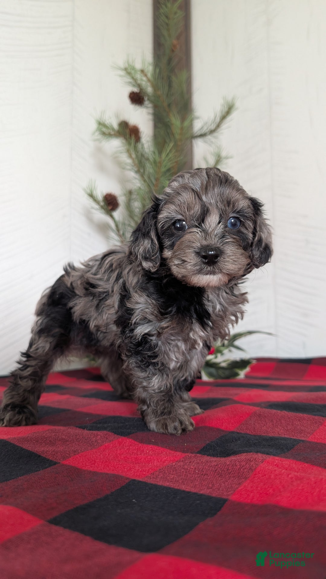 Cockapoo dogs for sale: Sophie - Ad 3