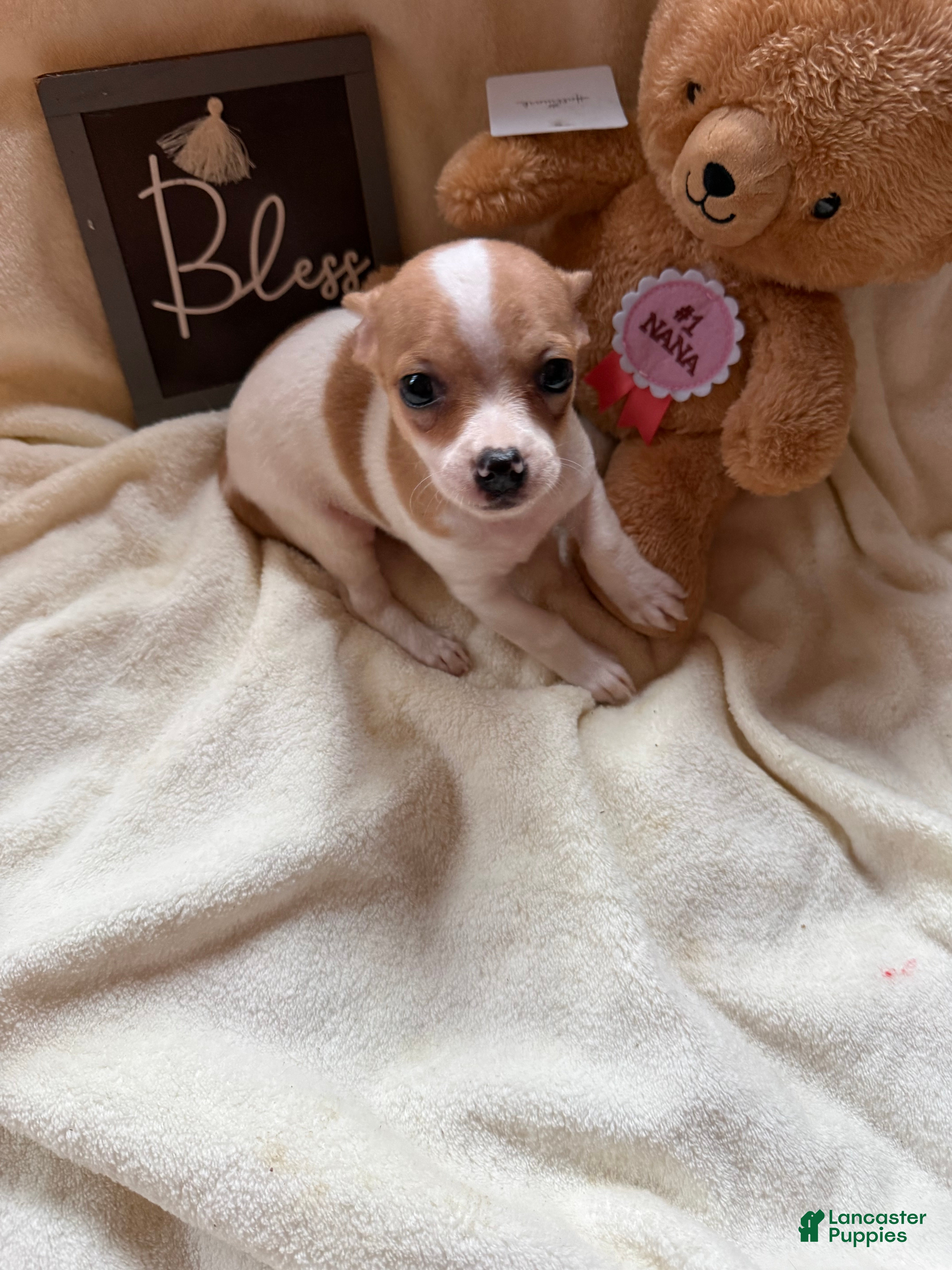 Chihuahua dogs Butterscoth - Ad 12