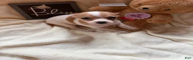 Butterscoth