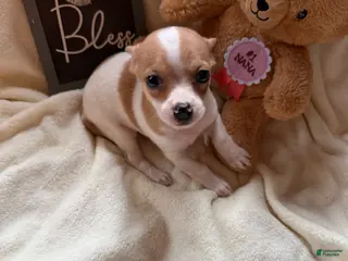 Chihuahua dogs Butterscoth - Ad 12