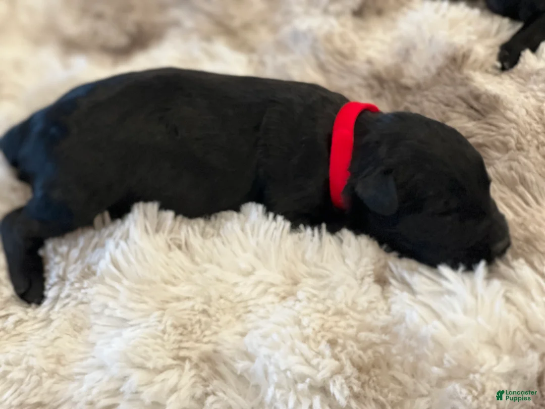 Giant Schnauzer dogs for sale: Benedict  - Ad 4