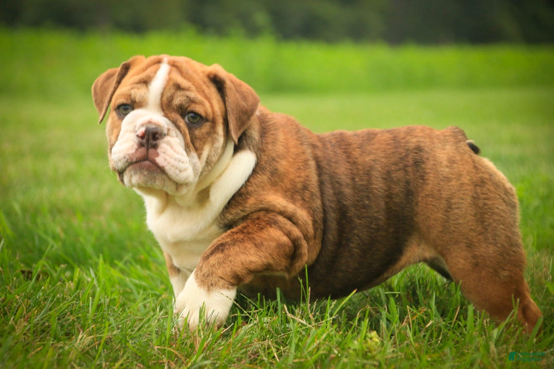 Bulldog (Bulldog, Female) in Shipshewana, IN