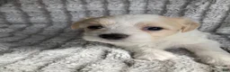 Mixed Breed dogs for sale: Carter - Ad 4