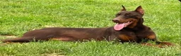 Doberman Pinscher dogs for sale: No Collar Boy - Ad 2