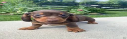 Miniature Dachshund dogs for sale: Ryder - Ad 4