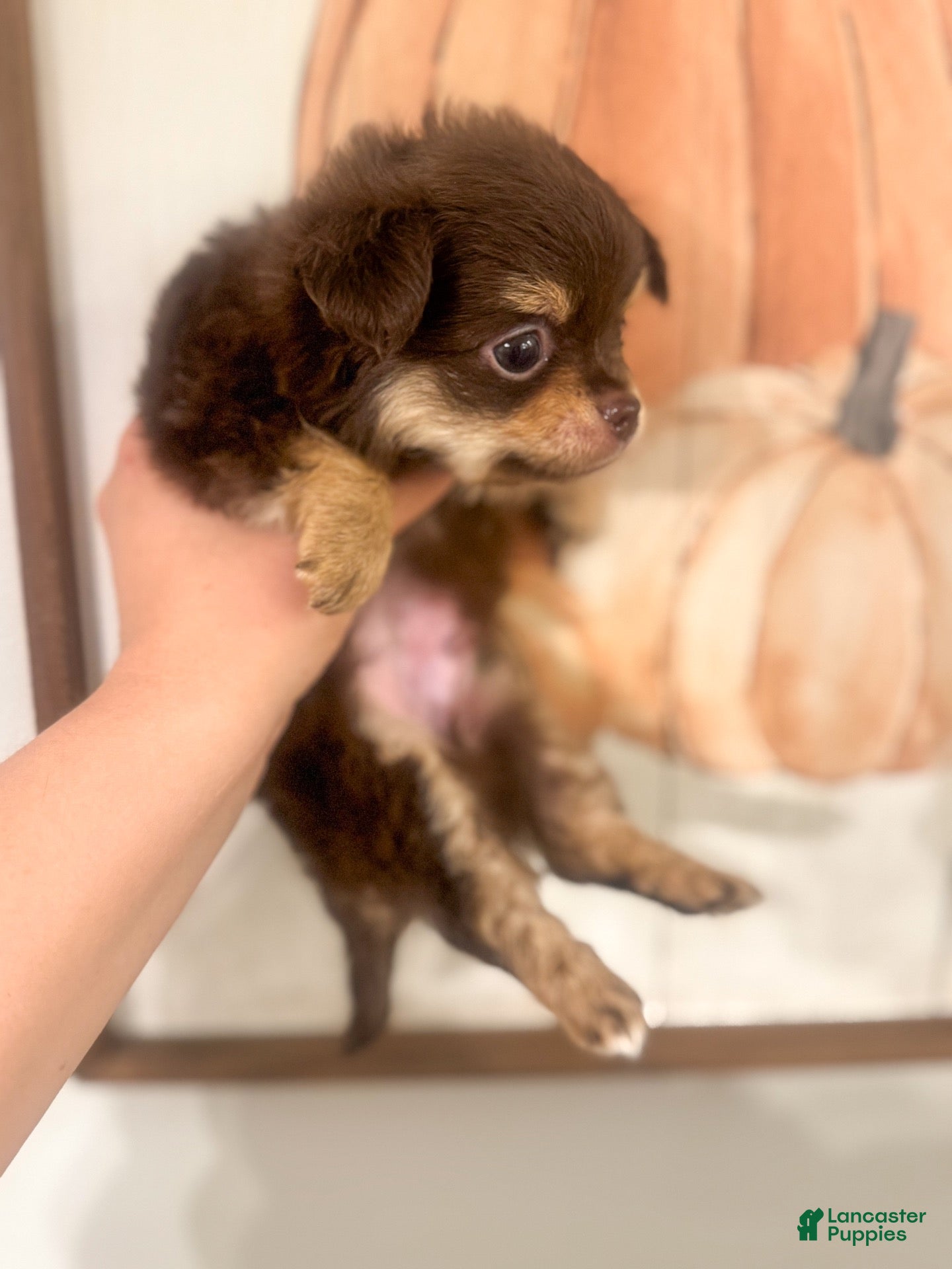 Chihuahua dogs Bentley - Ad 2