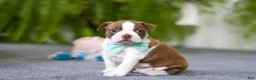 Boston Terrier dogs for sale: Rocky - Ad 5