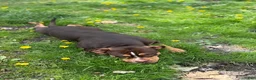 American Bully dogs for sale: American Bully 1 - Ad 3