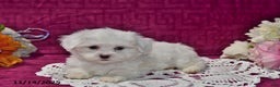 Maltipoo dogs for sale: Calvin - Ad 5