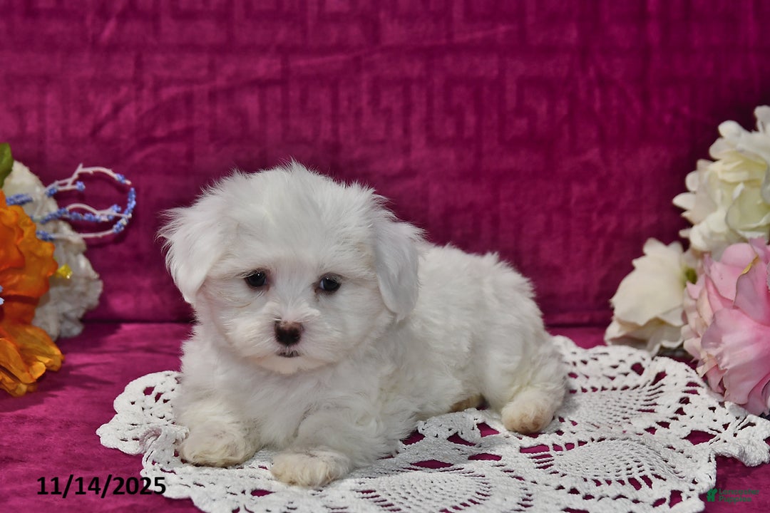 Maltipoo dogs for sale: Calvin - Ad 5