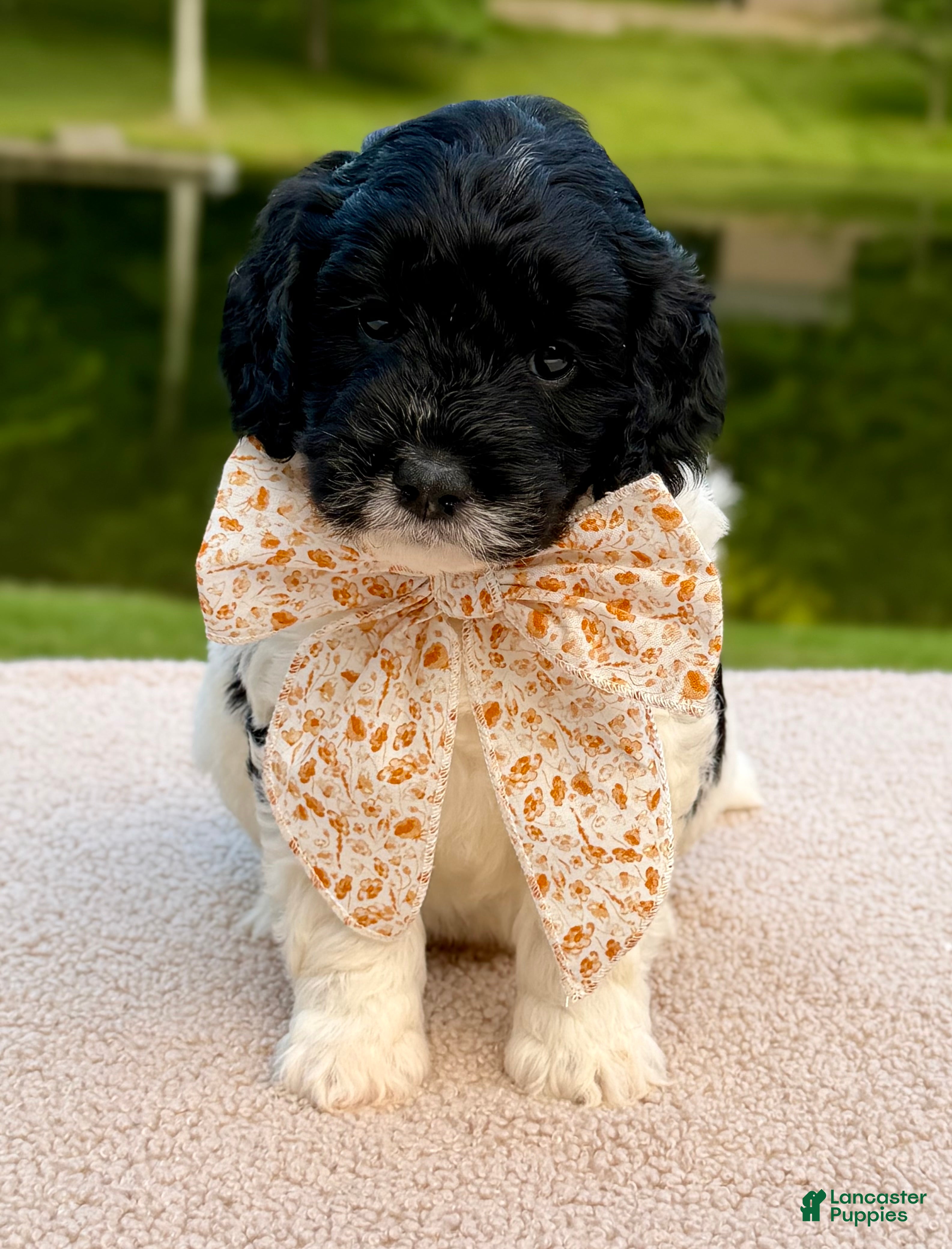 Goldendoodle dogs Binky - Ad 1