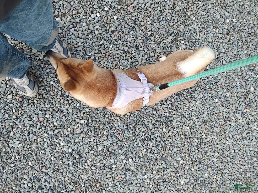 Shiba Inu dogs for sale: Shiba Inu Puppy 6 - Ad 2