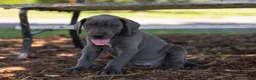 Great Dane dogs for sale: Axel - Ad 6