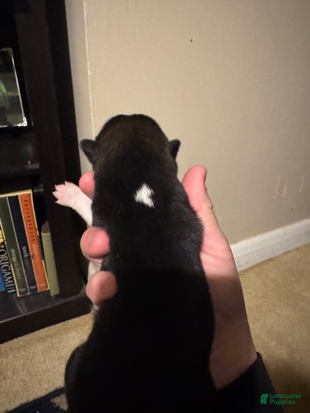 Shiba Inu dogs for sale: Shiba Inu Puppy 2 - Ad 2