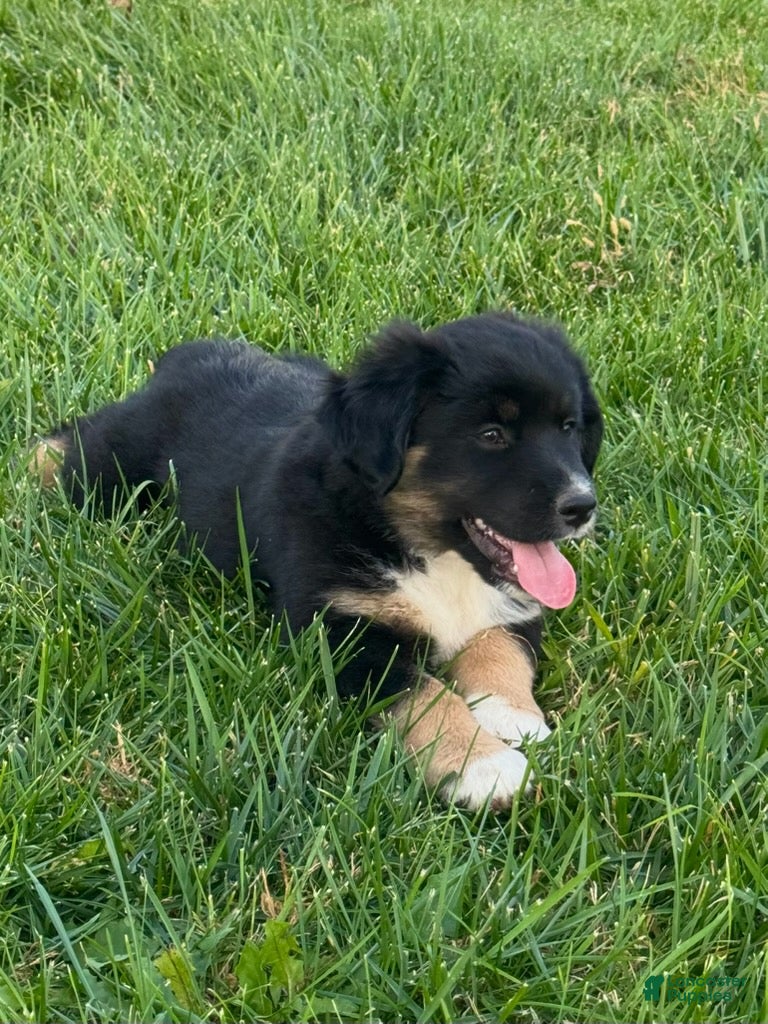 Miniature Australian Shepherd dogs for sale: Bear - Ad 1