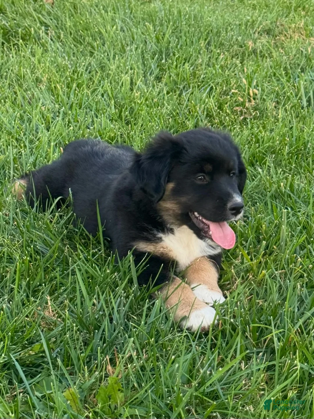 Miniature Australian Shepherd dogs for sale: Bear - Ad 1