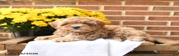 Maltipoo dogs for sale: Butters  - Ad 3