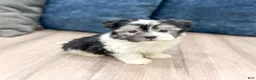 Havanese dogs for sale: Hugo - Ad 3